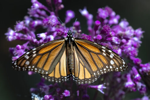 Great Monarch Migration - Image 2