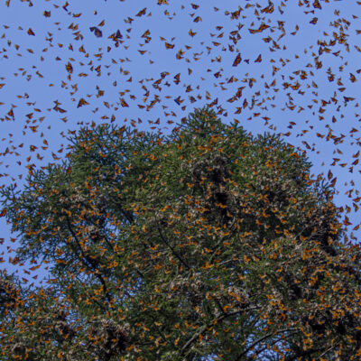 Great Monarch Migration