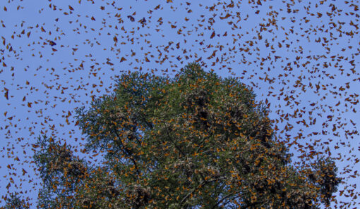 Great Monarch Migration