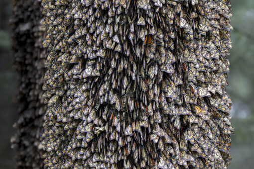 Great Monarch Migration - Image 8
