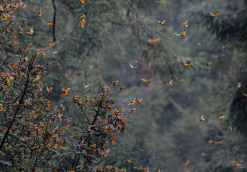 Great Monarch Migration - Image 14