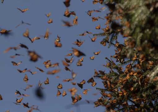 Great Monarch Migration - Image 15
