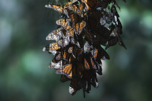 Great Monarch Migration - Image 16