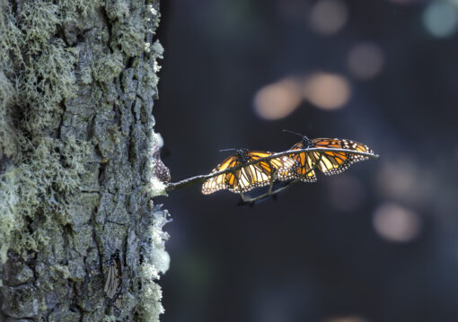 Great Monarch Migration - Image 17
