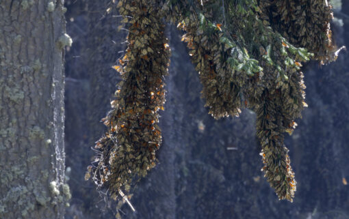 Great Monarch Migration - Image 18