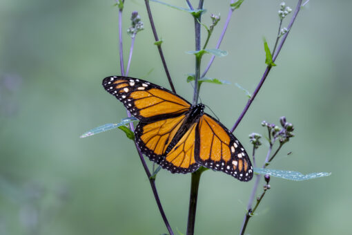 Great Monarch Migration - Image 20