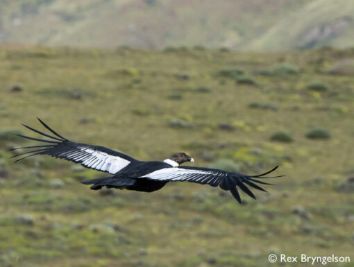 Pumas of Torres del Paine - Image 3