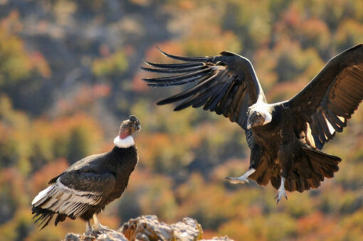 Patagonia in Springtime - Image 8