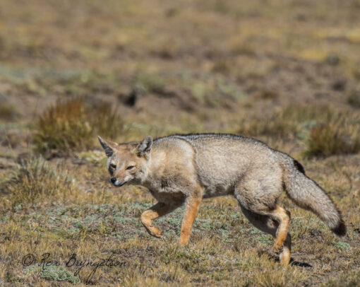 Patagonia in Springtime - Image 10