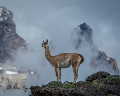 Patagonia in Springtime - Image 5
