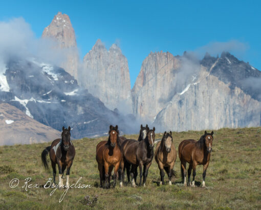 Pumas of Torres del Paine - Image 6