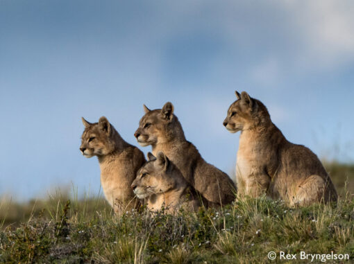 Pumas of Torres del Paine - Image 2