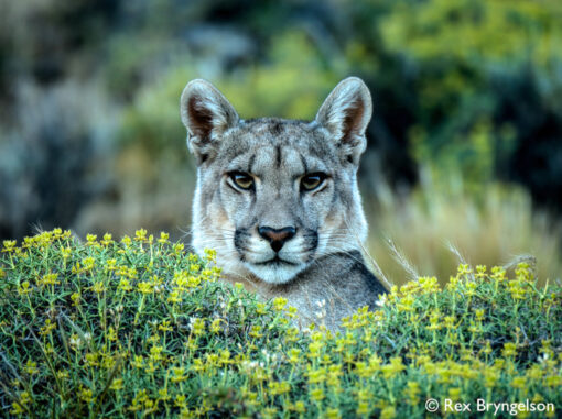 Pumas of Torres del Paine - Image 7