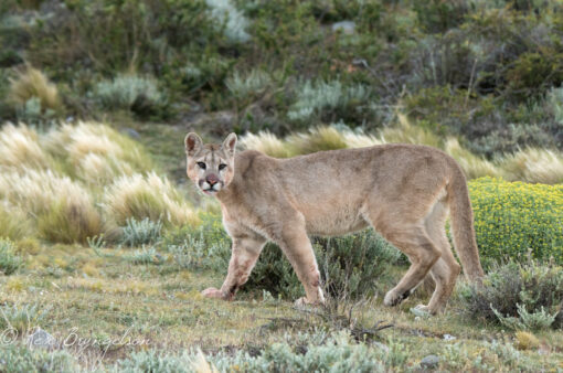 Pumas of Torres del Paine - Image 4
