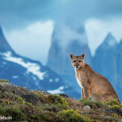 Pumas of Torres del Paine