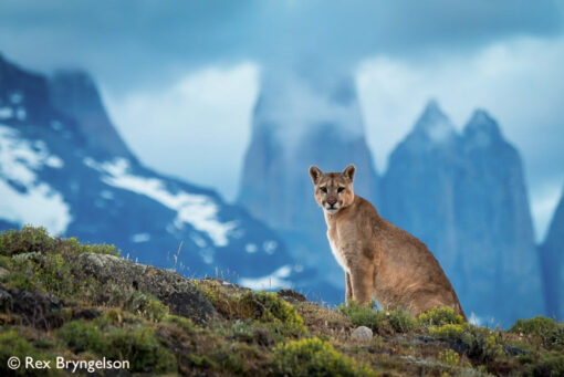 Pumas of Torres del Paine