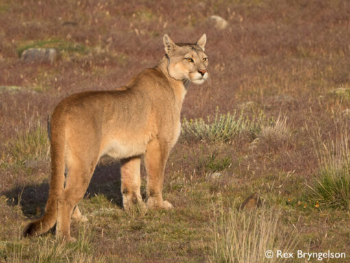Pumas of Torres del Paine - Image 5
