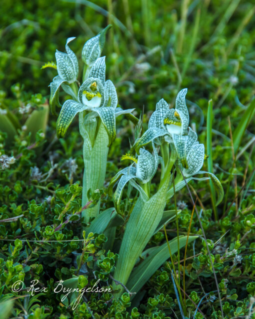 Patagonia in Springtime - Image 11